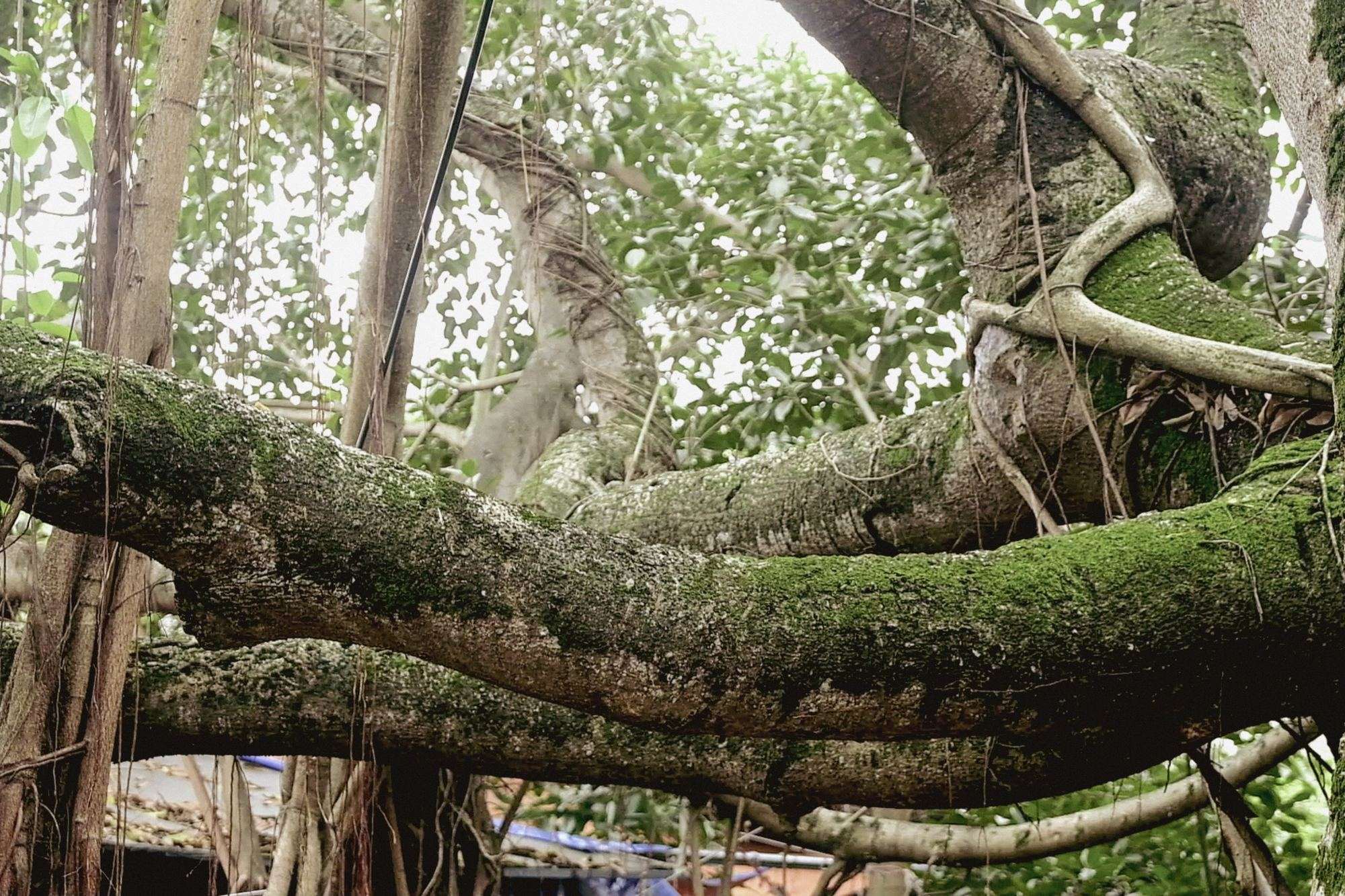 Cành đa phủ rêu vươn ngang