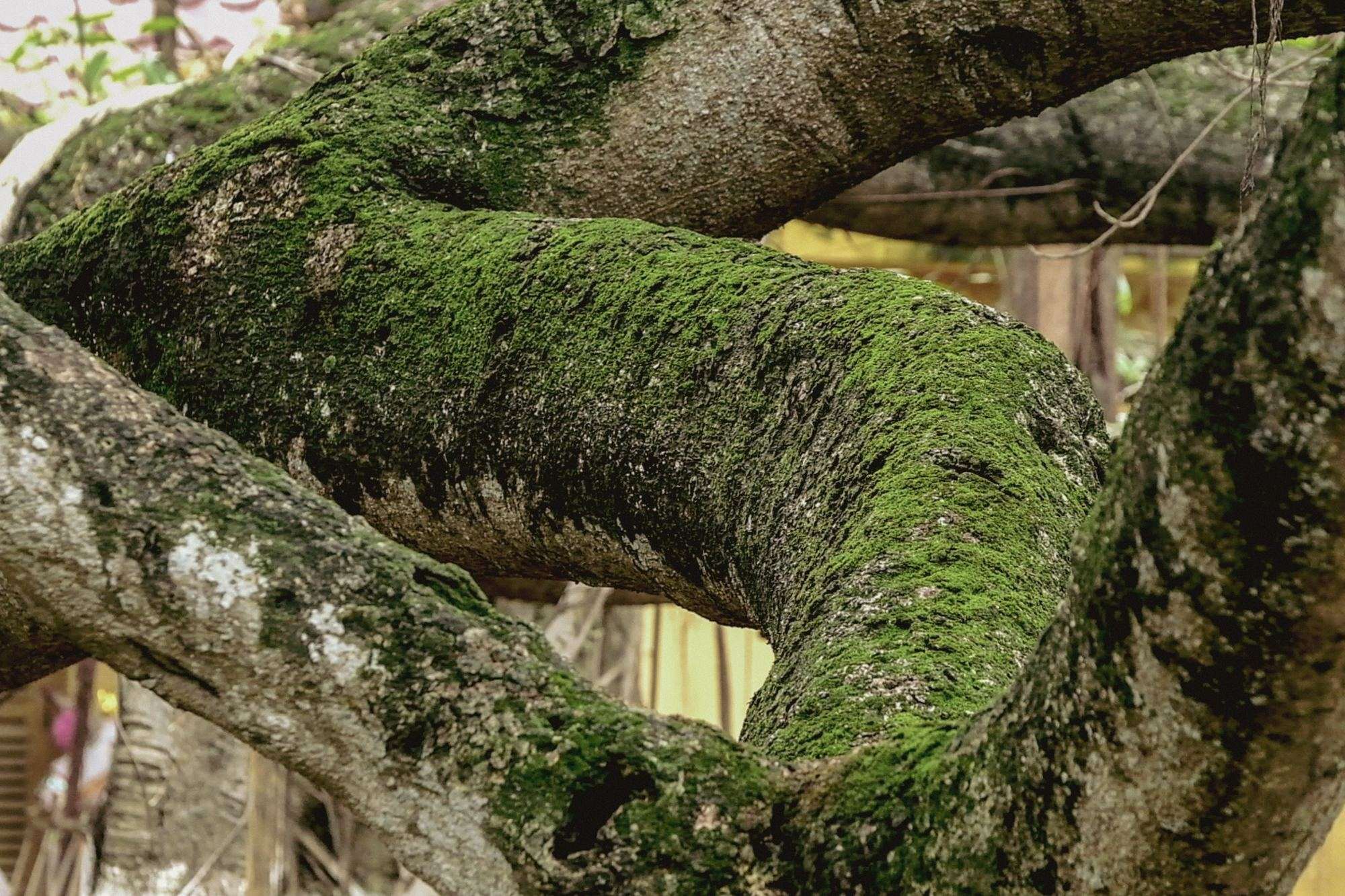 Cành đa phủ rêu dày