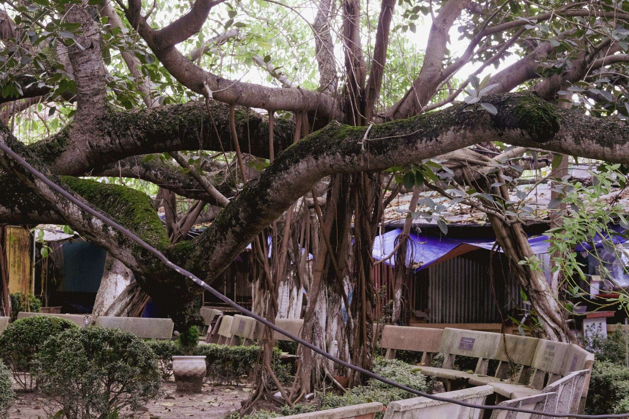 Tán đa xòe ngang phủ kín sân miếu và hàng ghế đá