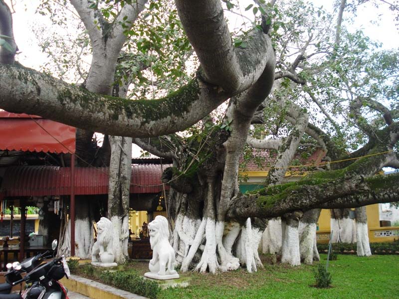 Các thân đa quét vôi trắng bao quanh miếu Chúa Bà